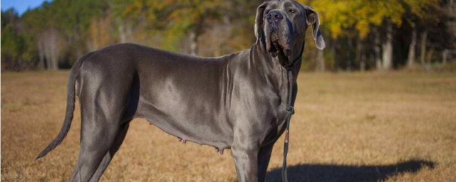 大丹犬怎样训练 训练大丹犬的妙招