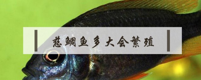 慈鲷鱼多大会繁殖 慈鲷鱼多大才会繁殖