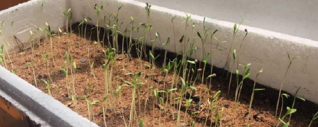 香菜不出苗怎么办 香菜不出苗解决方式