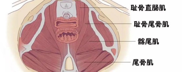 骨盆修复的功效与作用 骨盆修复的功效与作用介绍