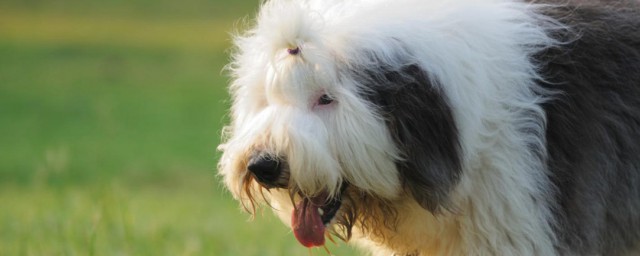 大型犬类有哪些 大型犬类简介