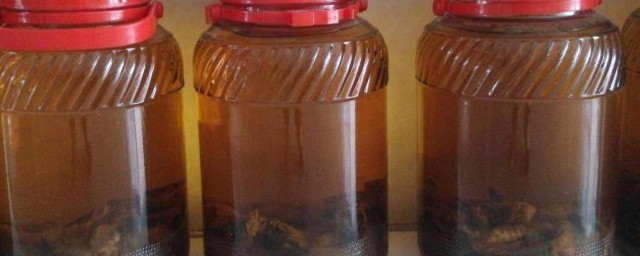 雄蚕蛾酒的功效与作用 雄蚕蛾酒的功效与作用是什么