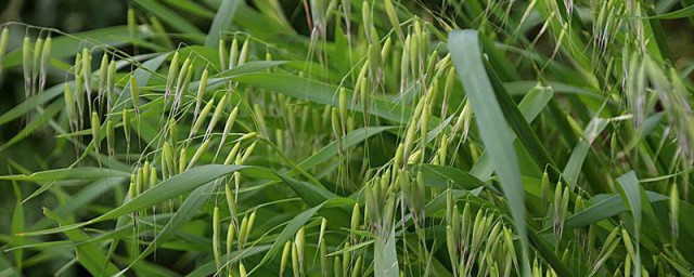 野麦子的功效与作用 野麦子有哪些好处