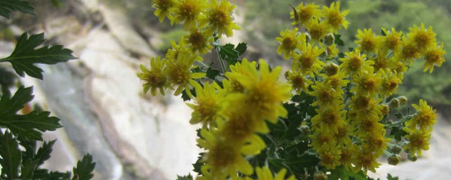 蒜茸野菊花怎样做 怎样做蒜茸野菊花