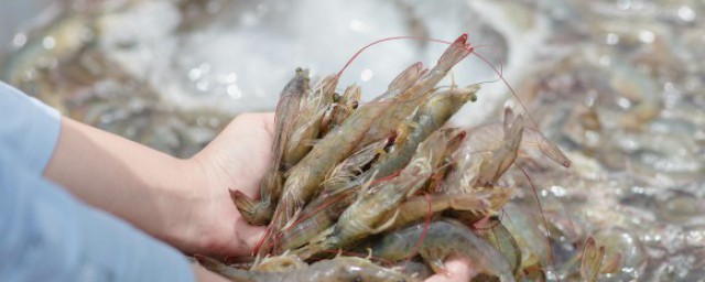 粉丝蒜蓉蒸大虾如何做 粉丝蒜蓉蒸大虾的烹饪方式