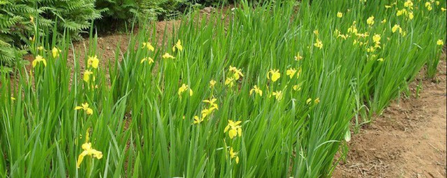 黄菖蒲属于什么植物 黄菖蒲介绍
