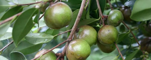 广西油茶的功效与作用 广西油茶的功效与作用是什么