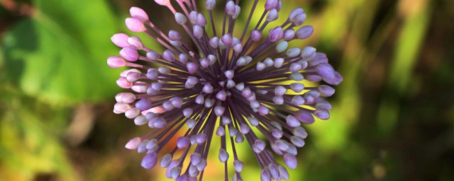 野韭菜花的功效与作用 野韭菜花的功效与作用简介