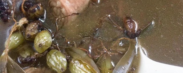 橄榄煲汤的功效与作用 橄榄煲汤的功效与作用简介