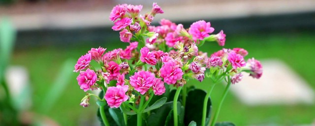长寿花怎样养殖 长寿花养殖技巧