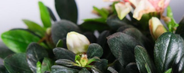 杜鹃花最低耐寒多少度 杜鹃花最低抗冻多少度