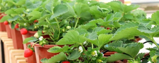 草莓冬天在花盆怎样过冬 草莓在花盆过冬技巧