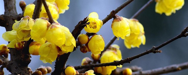 黄色腊梅花语 黄色腊梅花语分享