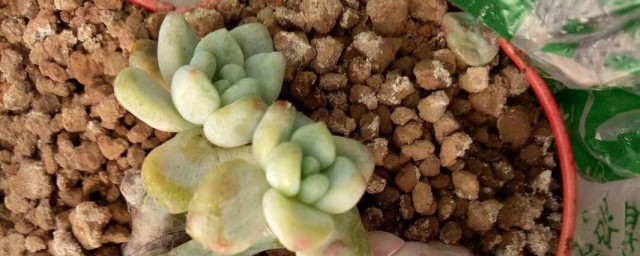 冻伤的植物怎样救活 怎样救活冻伤的植物