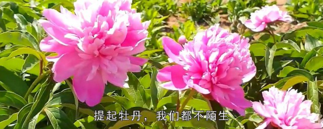 芍药怎样繁殖 芍药繁殖技巧