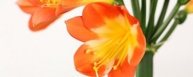 君子兰夹箭花开不起来怎样回事儿 君子兰夹箭花开不起来是什么原因