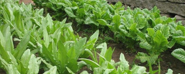油麦菜种植技术和时间 油麦菜种植技术简介
