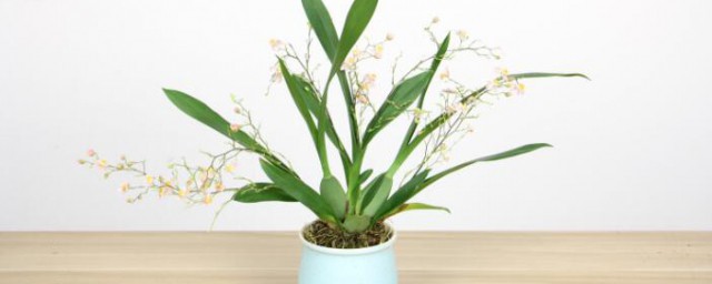 文心兰花败后怎样处理 文心兰花败后怎样处理