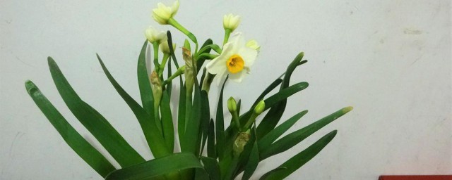 水仙花叶子有点发黄怎样办 水仙花叶子发黄处理技巧