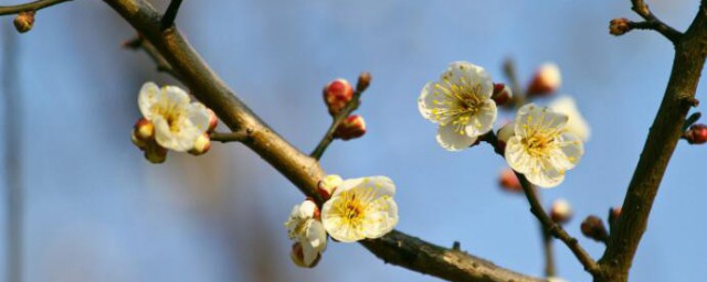 梅花北方冬天怎么养 梅花北方冬天怎么养