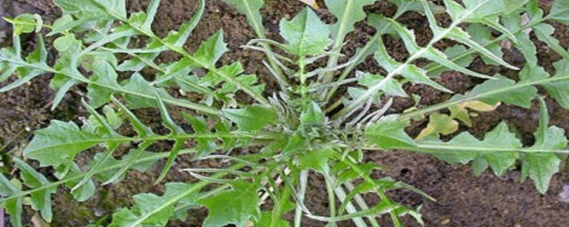 荠菜肉馅如何调馅 荠菜肉馅怎么调馅