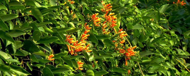 炮仗花适合种植的地方 炮仗花适合种植的地方介绍
