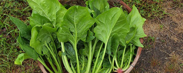 夏天菠菜怎样保鲜 夏天怎样保存菠菜