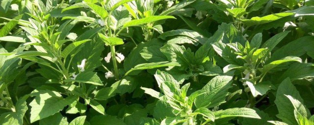 芝麻叶是凉性还是热性的 芝麻叶是凉性的吗