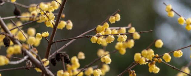 腊梅插花用什么花瓶 腊梅插花用哪种花瓶