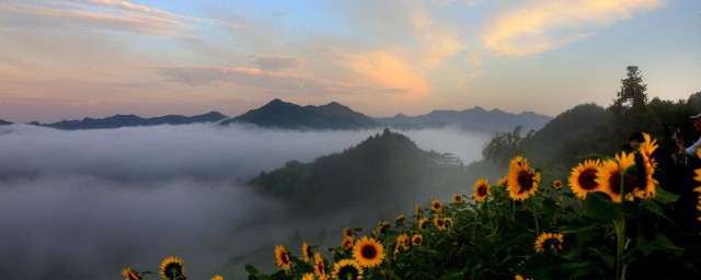 向日葵靠什么传播种子 向日葵的介绍