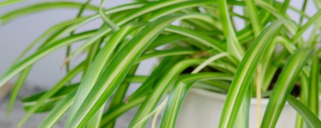 吊兰花怎样养 吊兰花的养殖技巧