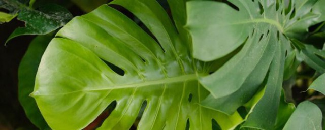 植物被冻伤了怎样办 植物被冻伤了怎样解决