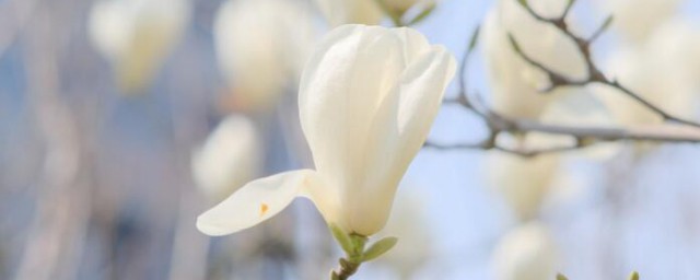 白兰花冻伤了怎么办 白兰花冻伤了如何解决