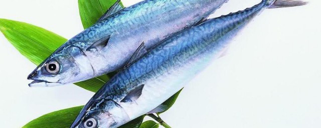 燕鲅鱼和油鲅鱼的区别 怎么区别燕鲅鱼和油鲅鱼