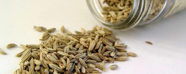 茴芹和茴香区别 茴芹和茴香区别简介