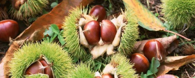 板栗成熟季节是几月份 板栗成熟季节介绍