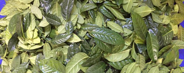 金花茶叶的功效及禁忌 金花茶叶的好处和注意事项