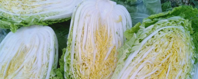 黄心白菜和大白菜区别 黄心白菜和大白菜区别是什么