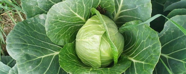 莲花白和包菜的区别 关于莲花白和包菜的区别