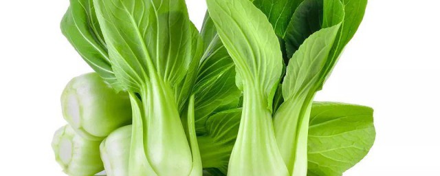 油菜和上海青的区别 关于油菜和上海青的区别