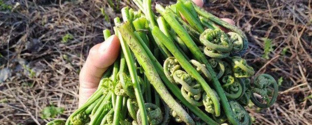 蕨菜的储存技巧 蕨菜的储存技巧分享