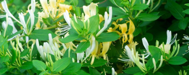 家里种金银花风水好吗 金银花在风水学上是吉祥树种吗