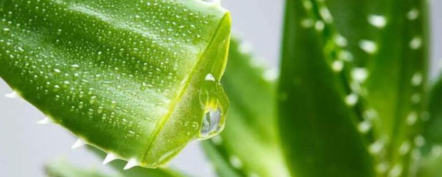 芦荟涂脸护肤的精确技巧 芦荟怎样涂脸
