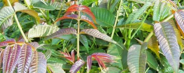 香椿种子种植技巧 香椿种子怎样种