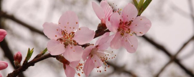 什么东西招桃花最厉害 什么东西招桃花好