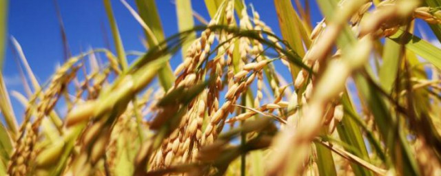 芒种节气在什么季节 芒种节气在哪个季节
