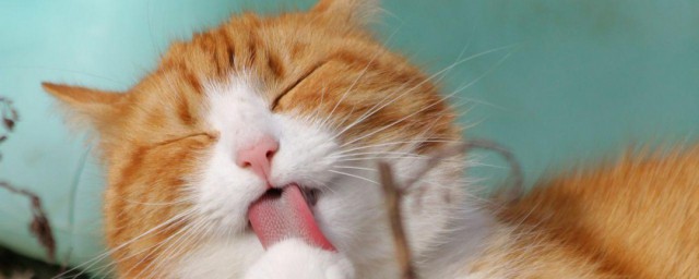 怎么挑选一只健康的猫咪 挑选一只健康的猫咪的方法
