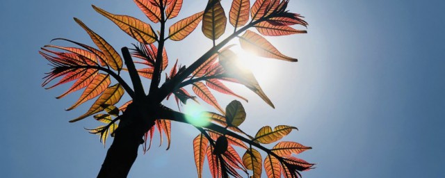 香椿树的种植技巧大全 病虫害怎样预防