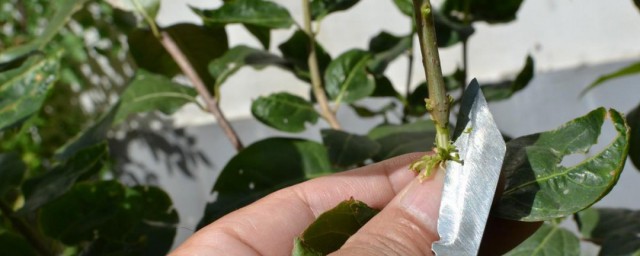 桔子树嫁接技巧 嫁接时要注意哪些细节