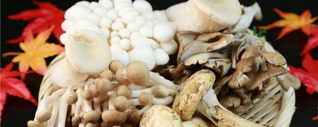 鸡枞菌怎样保存保鲜 新鲜鸡枞菌怎样保存